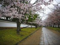 京都エリア別桜の名所紹介～洛東・南編