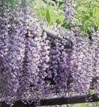 つつじ祭・ぼたん祭情報も　亀戸の藤とうまいもん