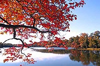 ハドソン河の紅葉