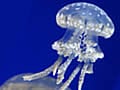 1500匹のクラゲがゆらゆら泳ぐ香港の水族館