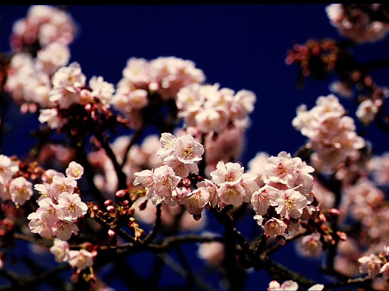 伊豆でひと足早い春を味わう