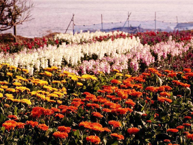 春の南房総へ日帰りドライブ