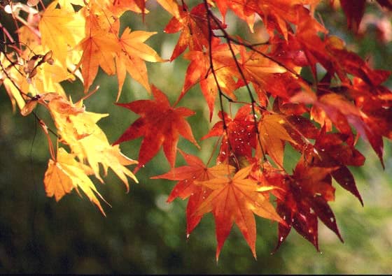 渋滞嫌いのための日光紅葉ガイド
