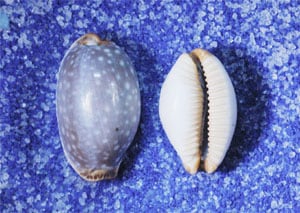 ニッポンダカラ