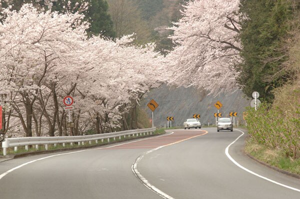 箱根で桜のトンネルをドライブ！