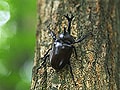 クワガタ！カブトムシ！夏こそ昆虫採集を