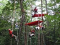 進化した木登り、ツリークライミング