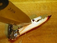 厚手の出刃包丁でツメに切れ目を入れる
