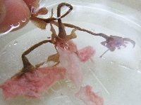 桜の塩漬けは水に5分ほど浸して、塩を除き、（取り除きすぎては風味を損なうので、塩気はほどほどに抜きます）水気を拭き取り、茎を除き、花の部分を刻む<br />