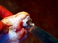 手羽先の先端の切り口の部分からは、大小二本の骨が見えているはずです。この二本の骨の間にナイフを入れ、骨を繋いでいる腱を切ります。 <br />