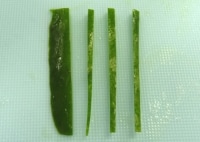 茎の部分