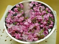 桜の花を、たっぷりの水で洗う