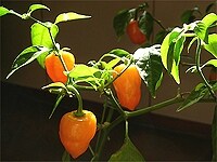 今回使った唐辛子は激辛唐辛子として有名なハバネロです。緑色の実がオレンジ色に熟したら使います。可愛い鉢植えとしても楽しめますよ。