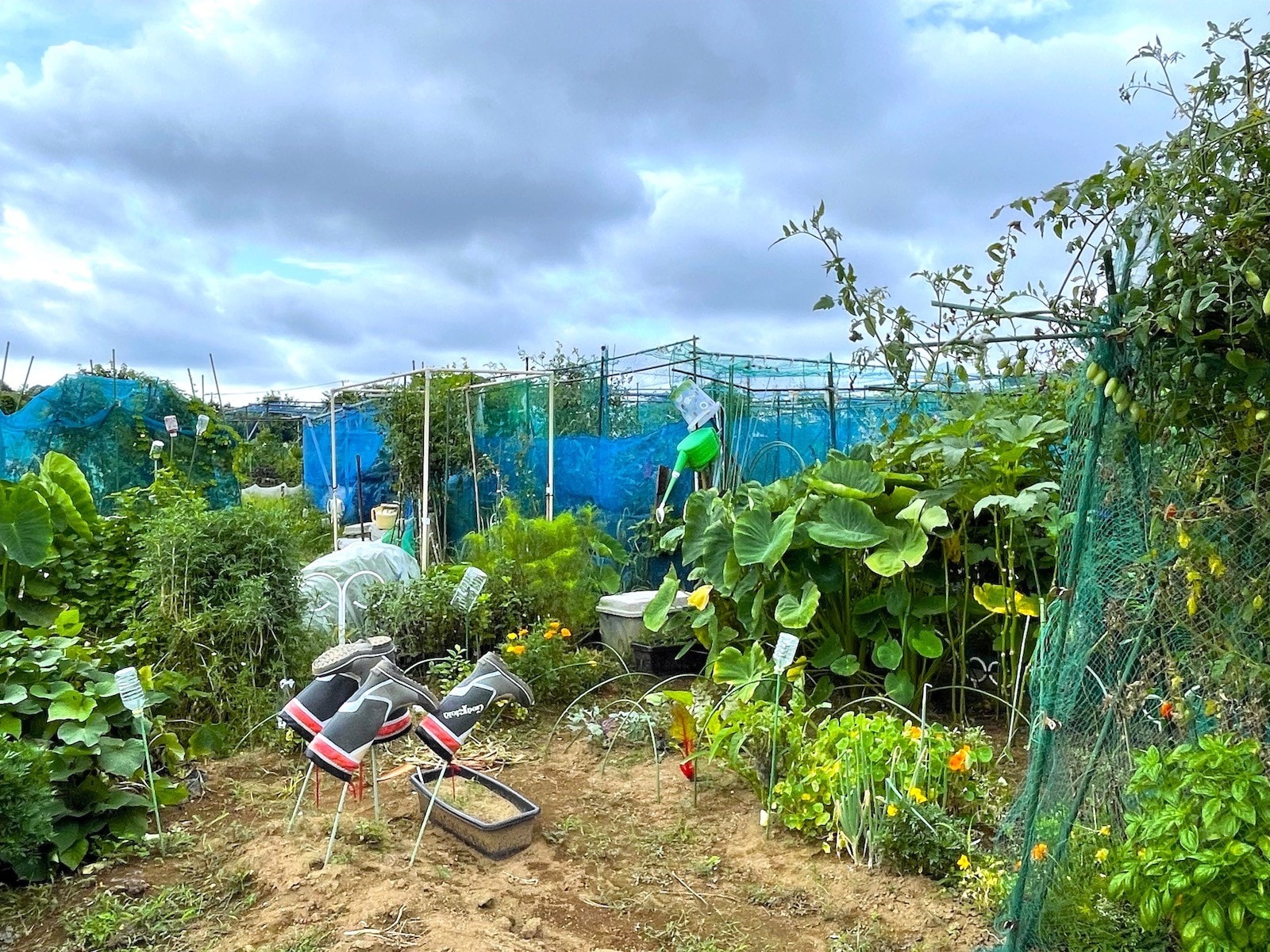 コロナ禍で「家庭菜園」デビューする人が増加！ 一方「興味はあるけど、始められない理由」とは？