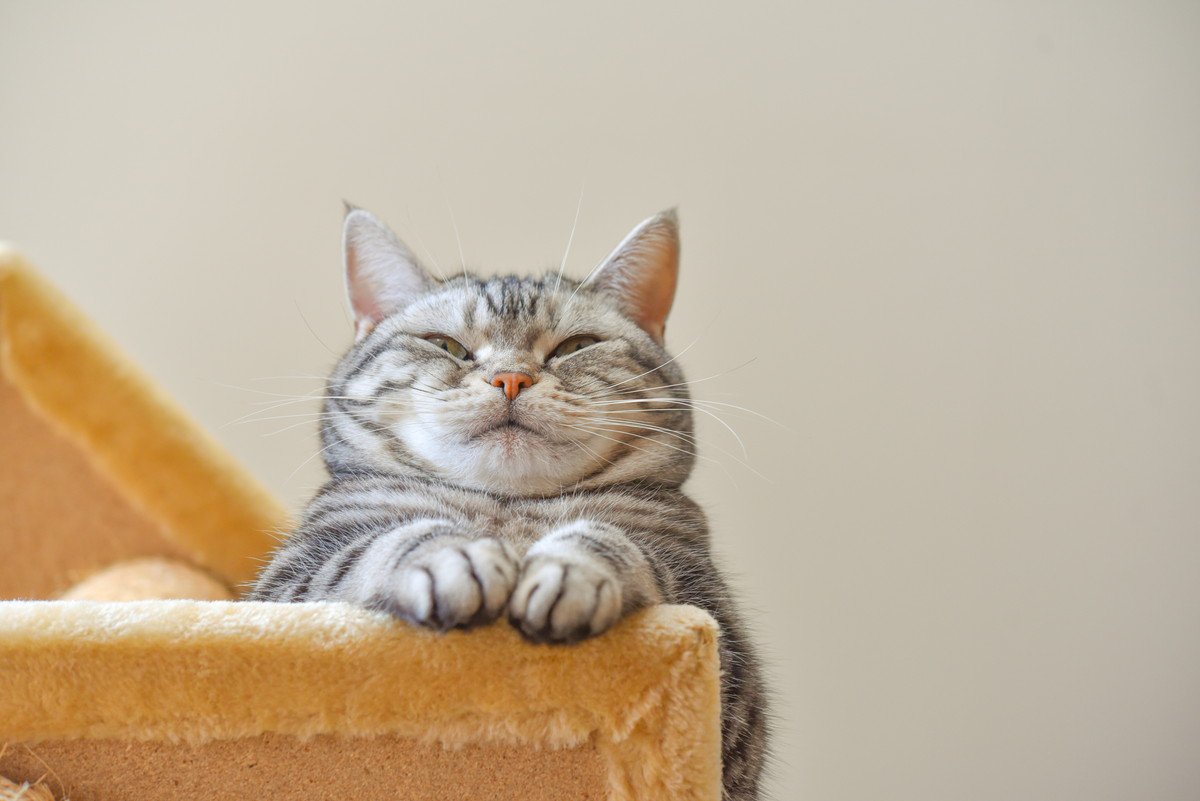猫が王様気分になっている時の仕草や行動４つ