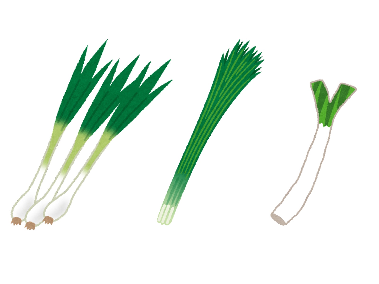 小ネギ と 万能ネギ と わけぎ と あさつき は何が違う ネギの豆知識 All About News