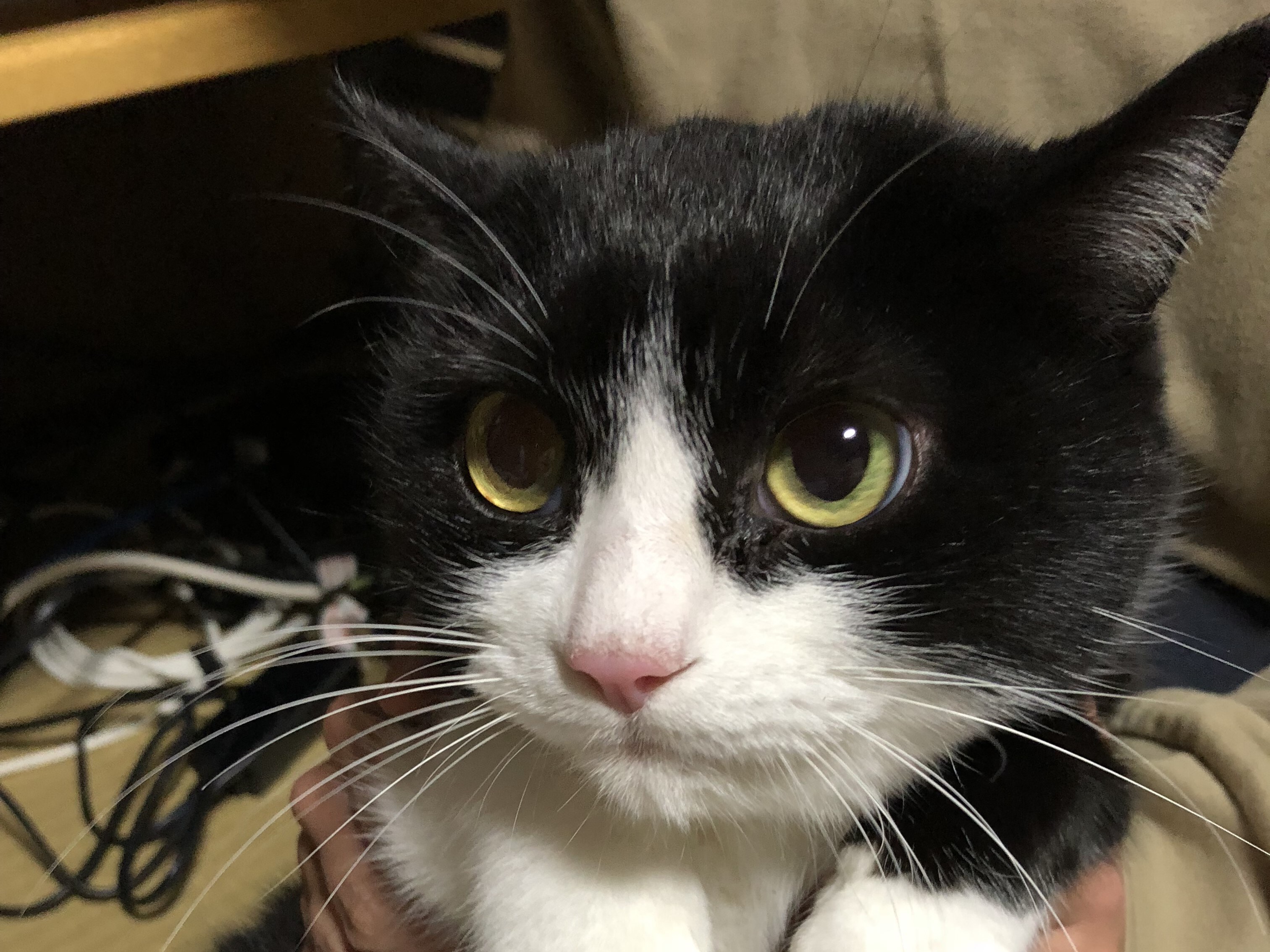 年収400万円の人は「犬」や「猫」を飼っても大丈夫？