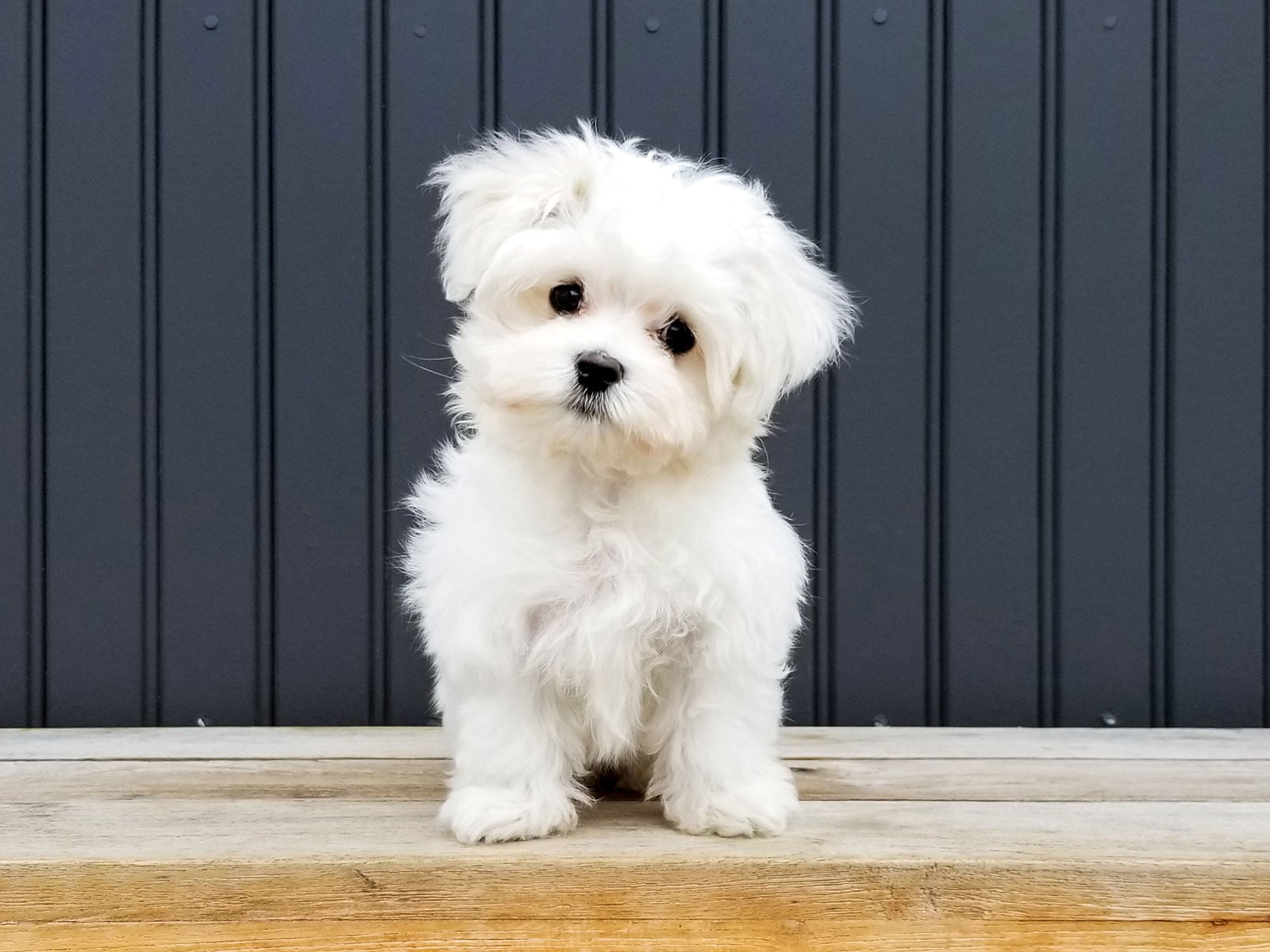 犬の名前ランキング2023！ 3位「モカ」、2位「ココ」、1位は2022年と同じ和風な名前