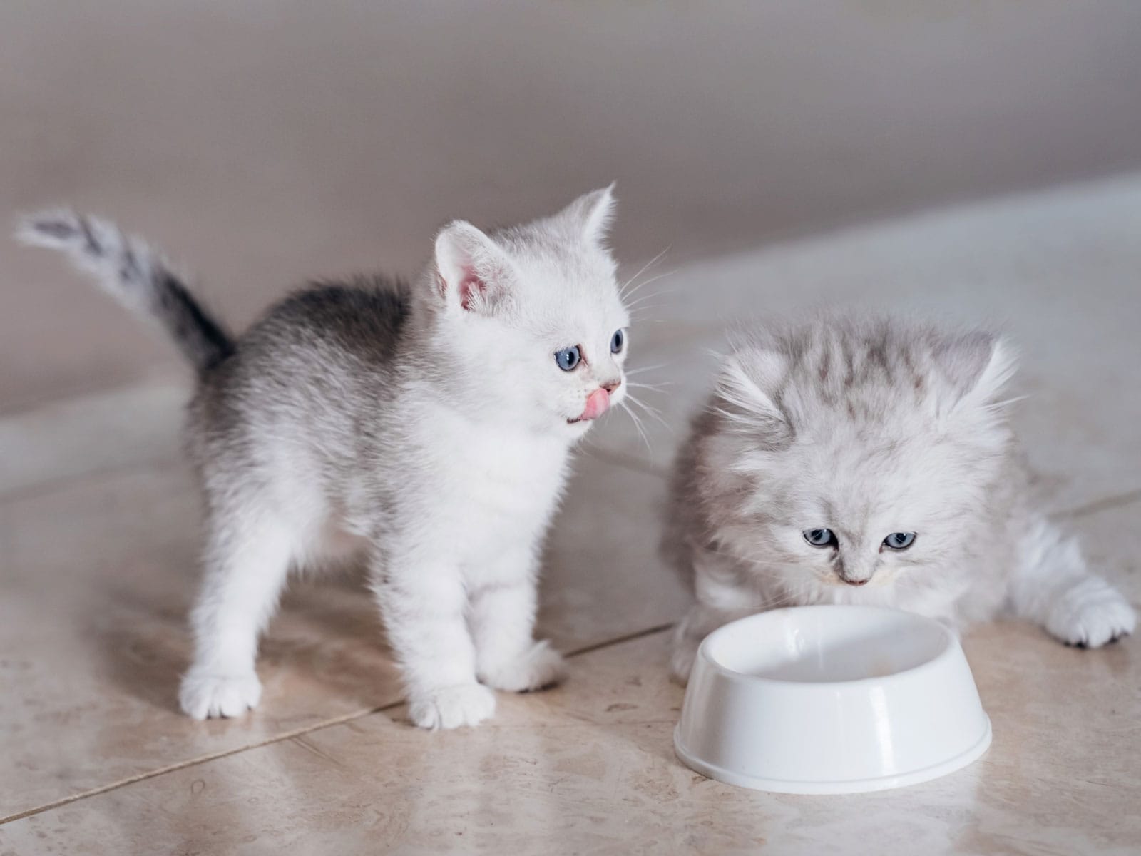猫の名前ランキング2023！ 3位「レオ」、2位「むぎ」、1位は2022年に2位だった食べ物の名前