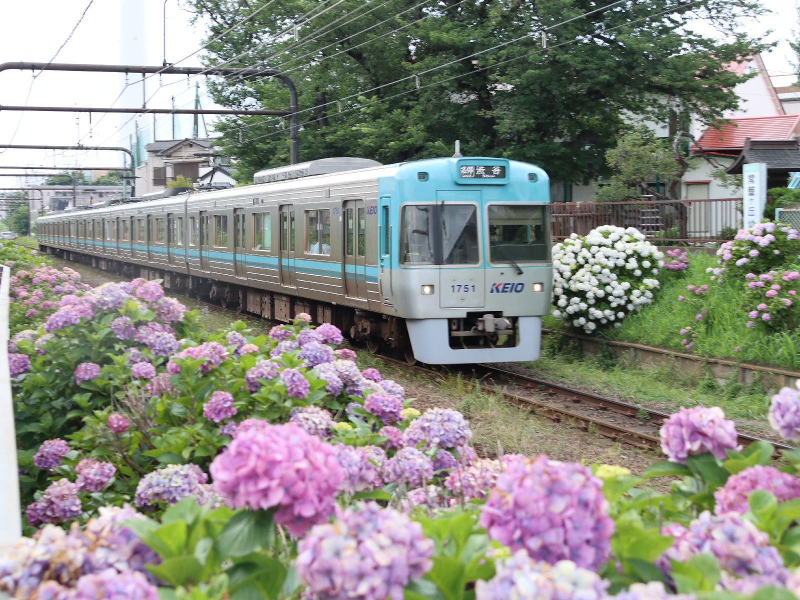 「あじさい電車」は箱根登山電車だけじゃない！ 都心を走る井の頭線沿線はあじさいが満開