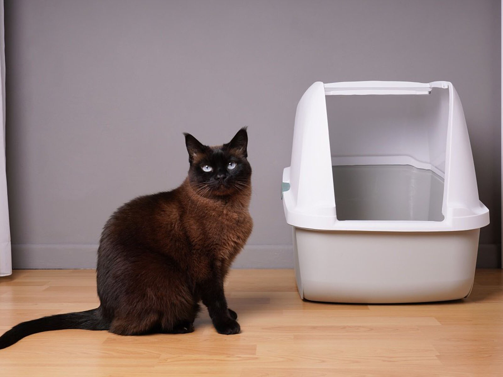 猫の飼い主は要注意のおしっこトラブル３選　原因と対処法や危険性を徹底解説