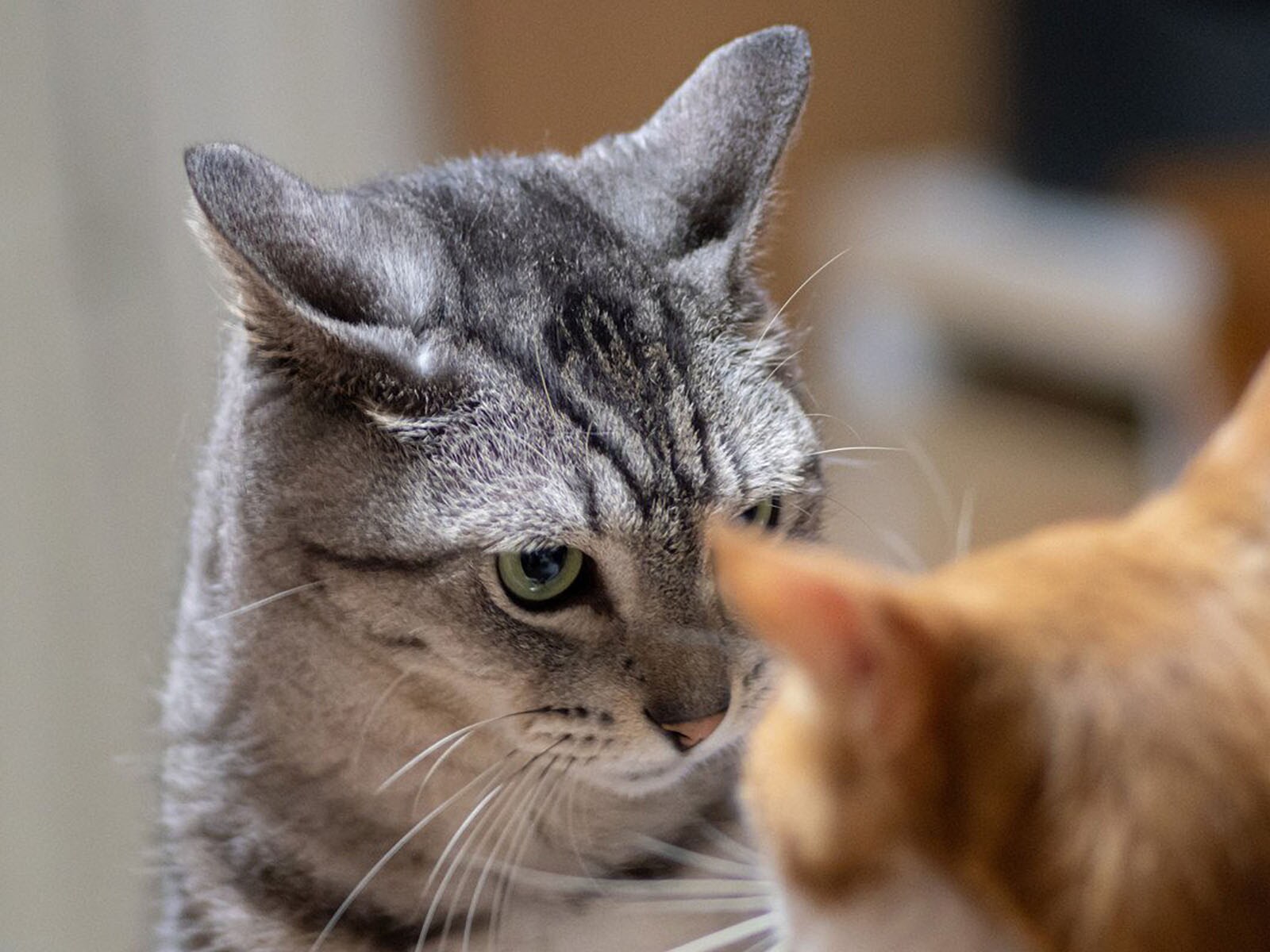 知っているようで知らない猫の”縄張り”の話　範囲を知る方法や守るために見せる猫の行動を紹介