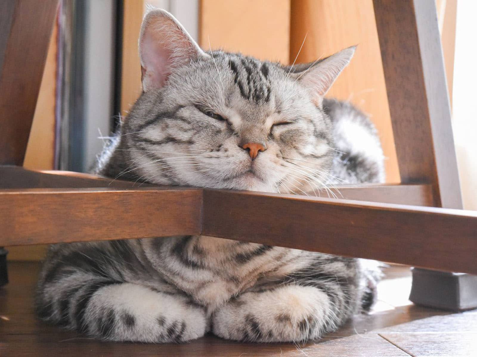 猫の”あご乗せ”このポーズに秘められた３つの心理とよく乗せる場所