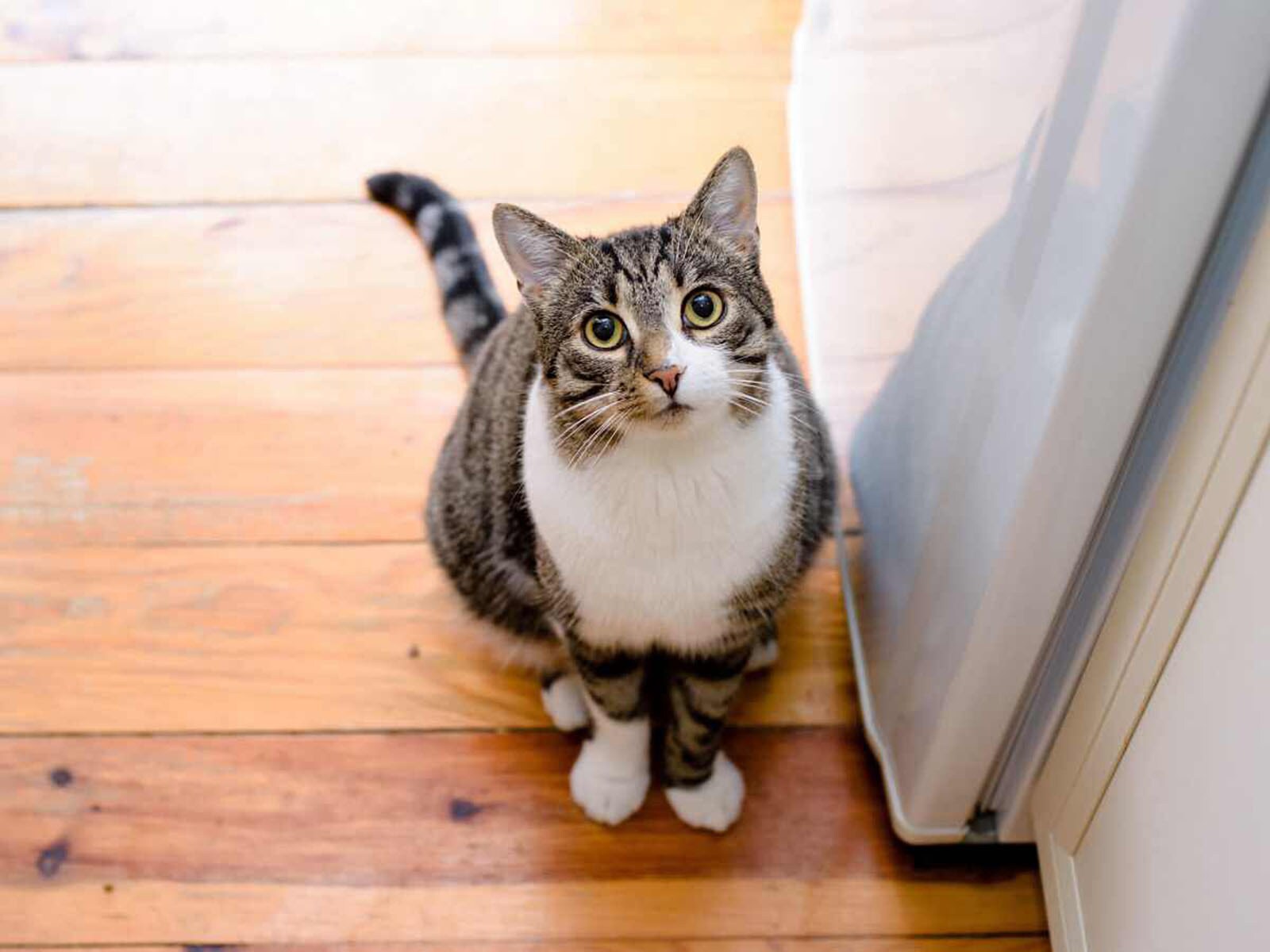 猫が一口でも食べたら死に至る可能性が高い危険なもの４選