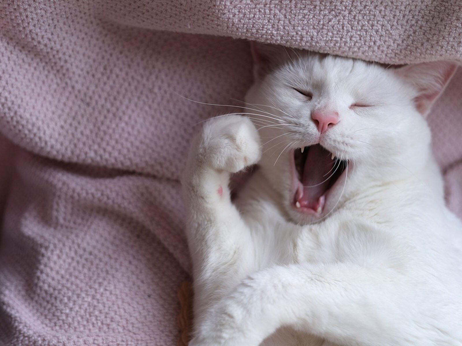 猫が「ふわ～」とあくびをするときのキモチ５選　眠いだけじゃなく病気が隠れている場合も？