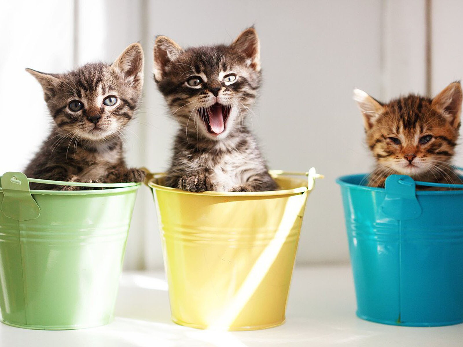 よく鳴く猫の特徴４選！ 鳴かない猫との違いとは