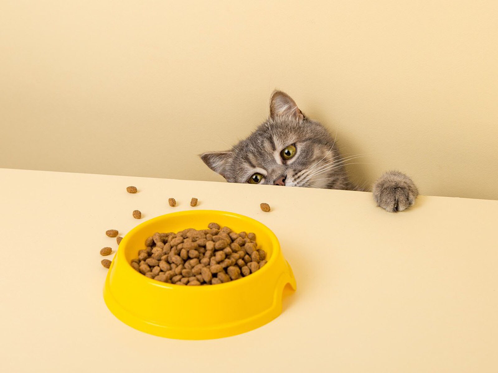 愛猫がコソコソ隠れて食事をするのはなぜ？ 考えられる４つの原因と対処法