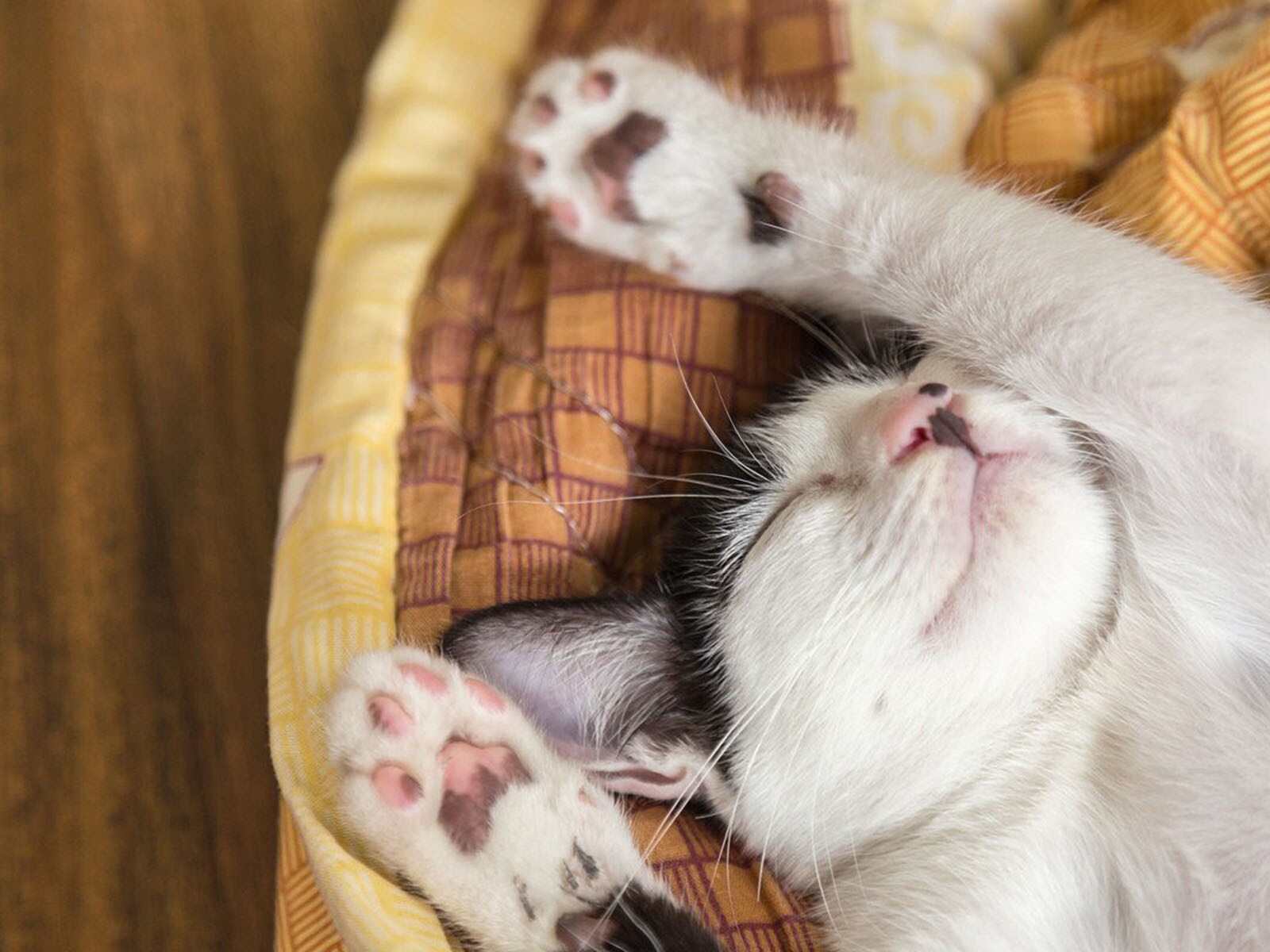 猫の睡眠についての知識いくつ知ってる？ ４つの真実と人との違い