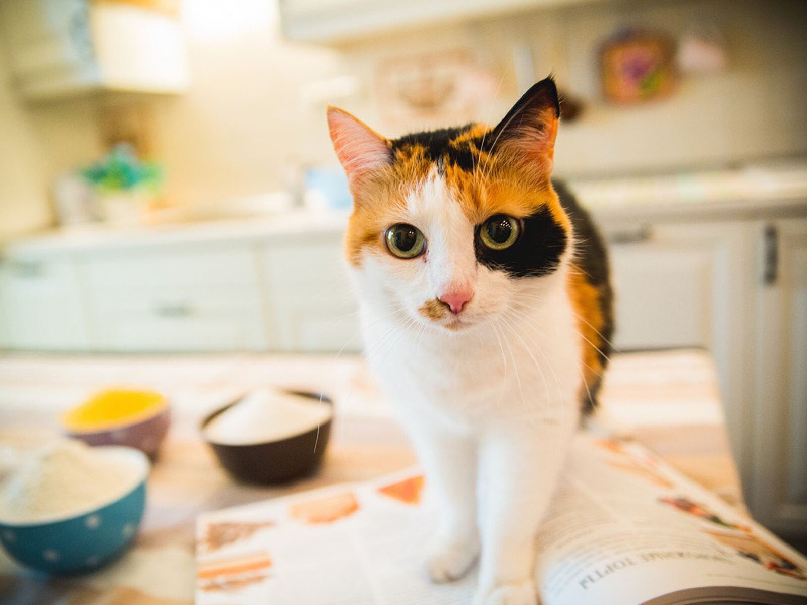 猫にやめてほしいと伝える３つの方法　逆効果な方法で伝えている可能性も