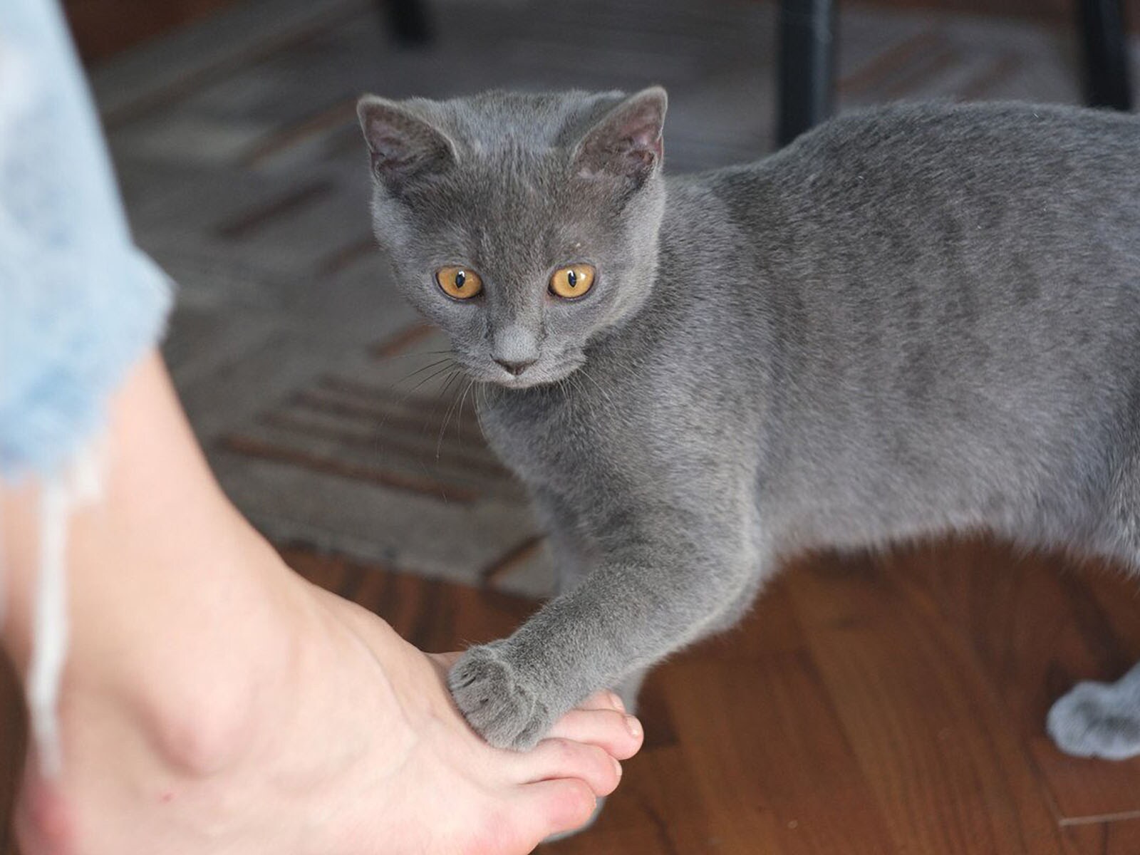 愛猫が飼い主の足を”わざと踏んでくる”ときの理由３選　何を訴えかけているの？