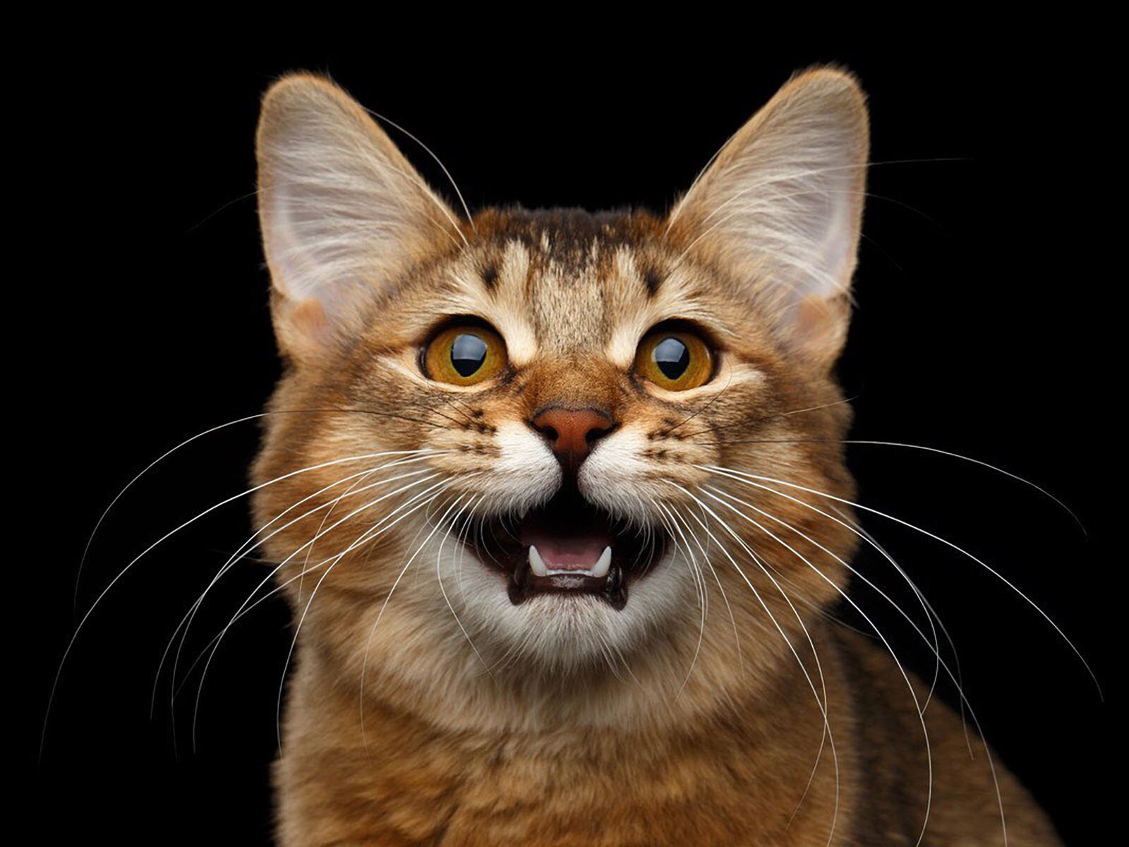 猫のサイレントニャーに隠された５つの意味　人には聞こえない音域で鳴いている可能性も