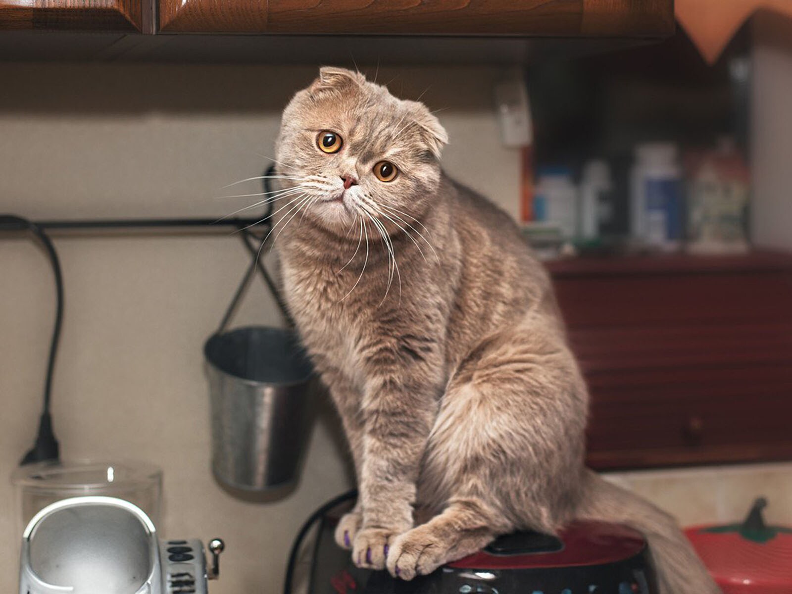 温かいから？ 猫が”炊飯器”に乗る理由　その危険性とやめてもらうための方法とは？