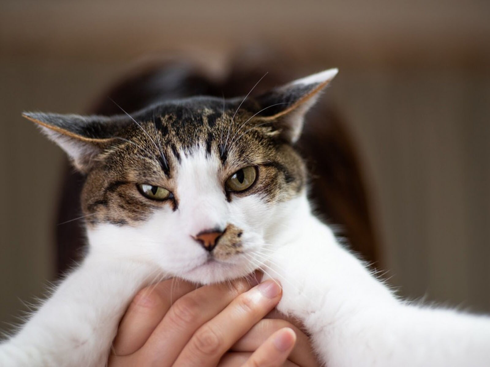 猫が「絶対許せない！」飼い主がする４つの行為とは