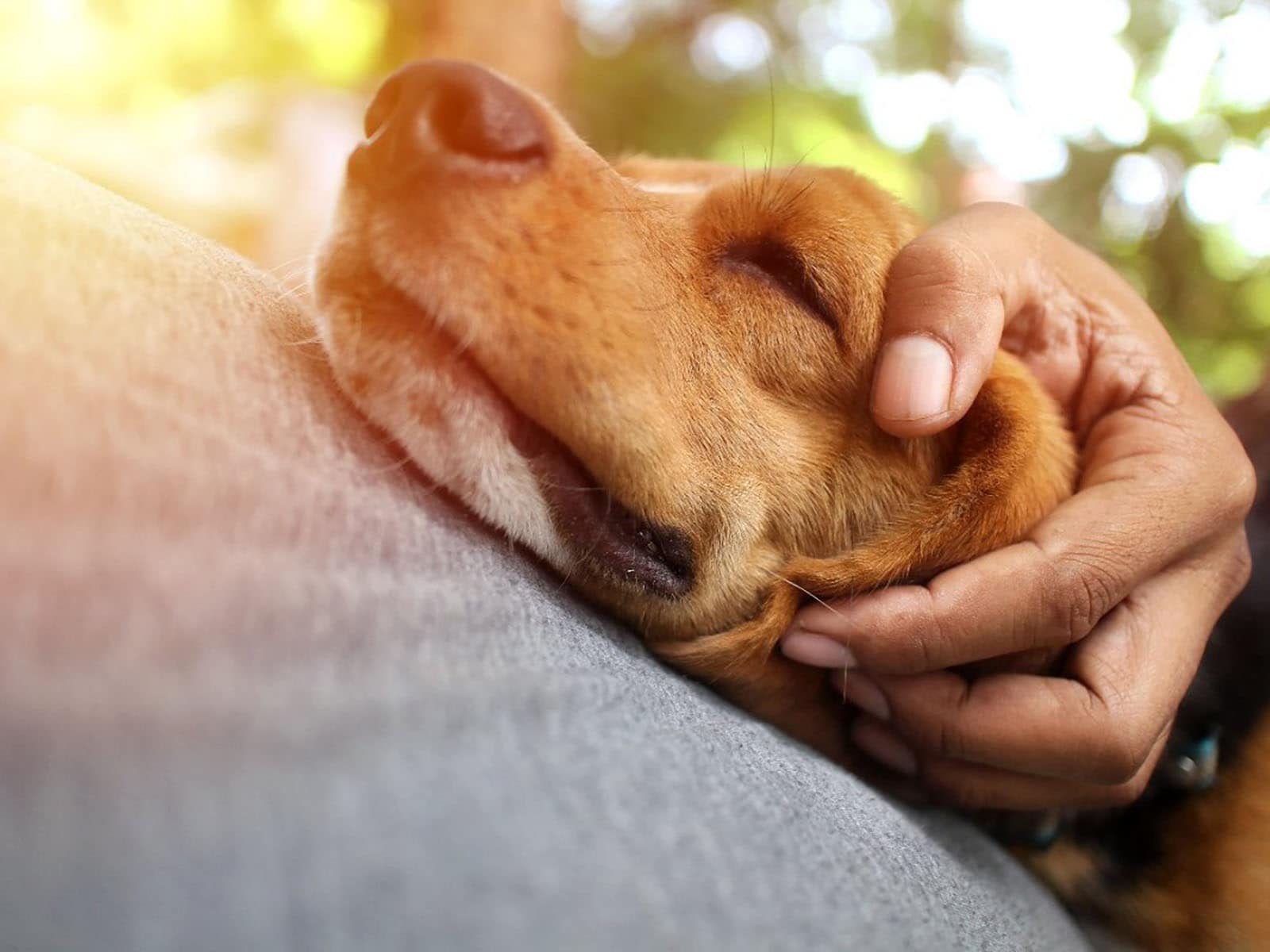 犬の添い寝の位置で分かる飼い主への気持ち５つ