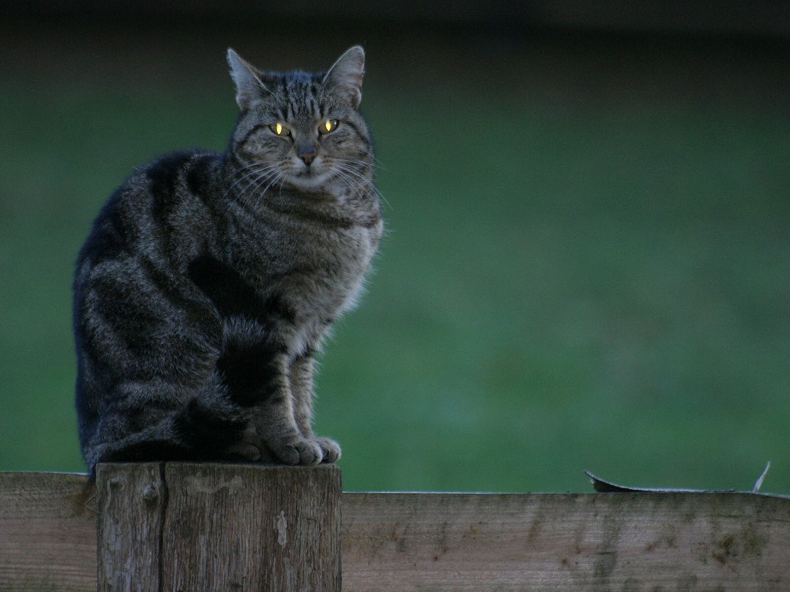 ”猫＝夜行性”は誤解！猫が本当に活発になる時間帯とその理由