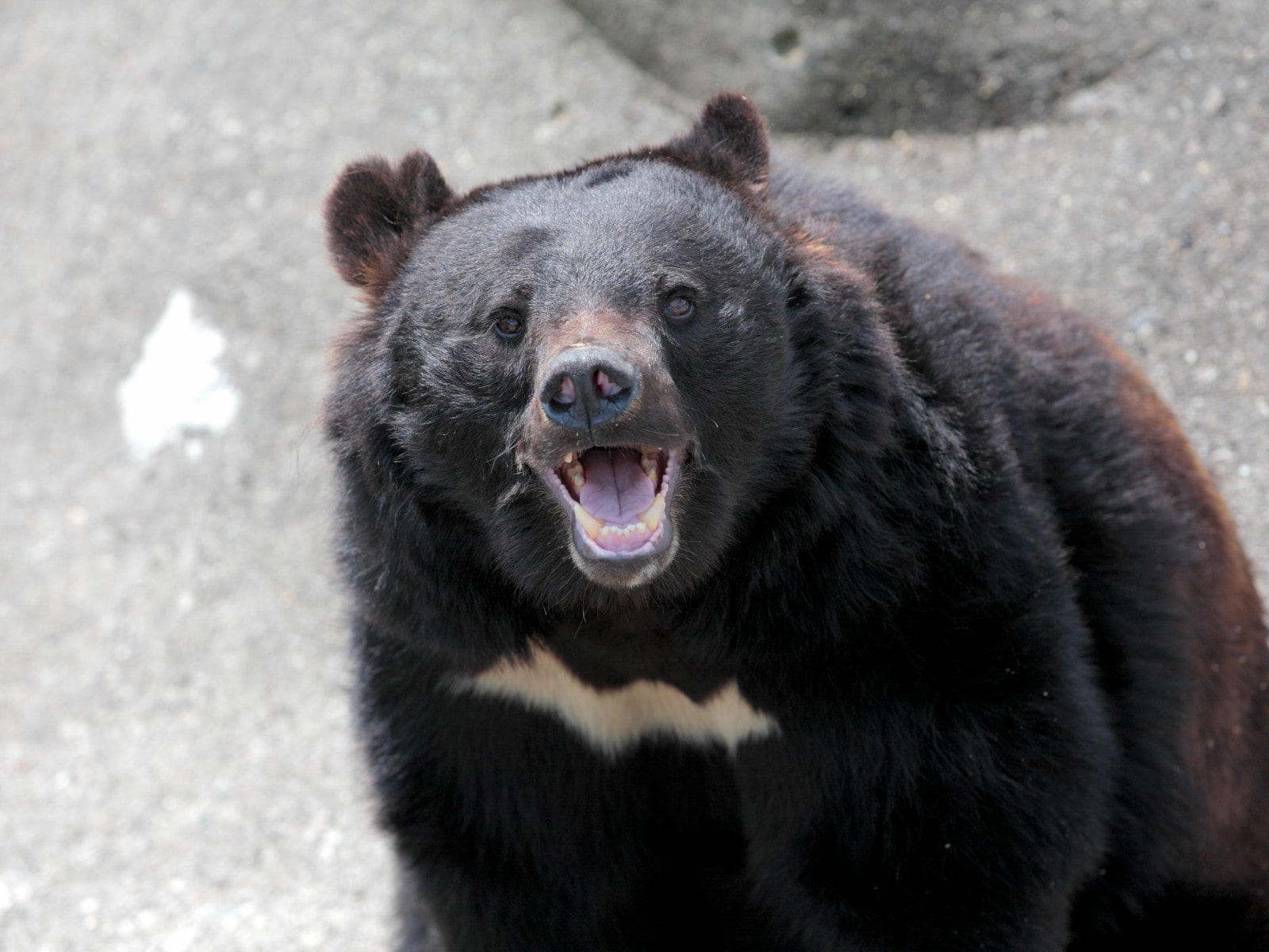 緊迫記録】ツキノワグマが2時間で10頭…前代未聞の大量目撃！ 2023年