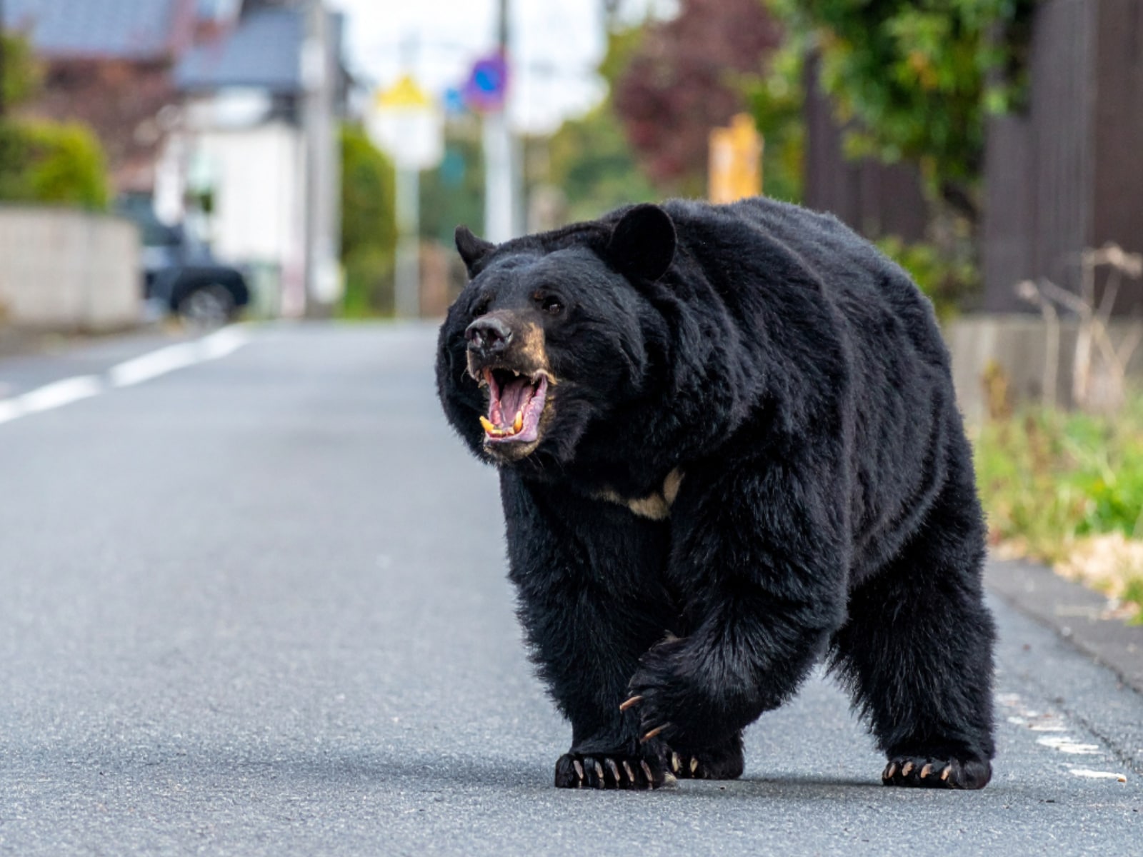 東京都】クマ対策強化！ ツキノワグマ目撃続出で“銃携帯ハンター”が週3